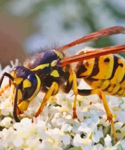 White Flowers Wasp Paint By Numbers