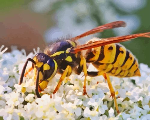 White Flowers Wasp Paint By Numbers