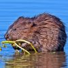 Wildlife Muskrat Paint By Numbers