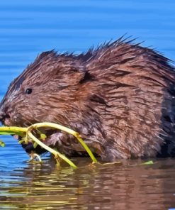 Wildlife Muskrat Paint By Numbers