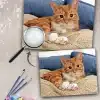 Custom Paint By Numbers​ Pets